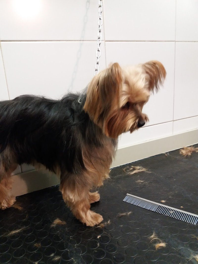 La Cuccia di Luna - Foto 3