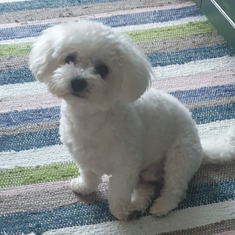 La Cuccia di Luna - Foto 4