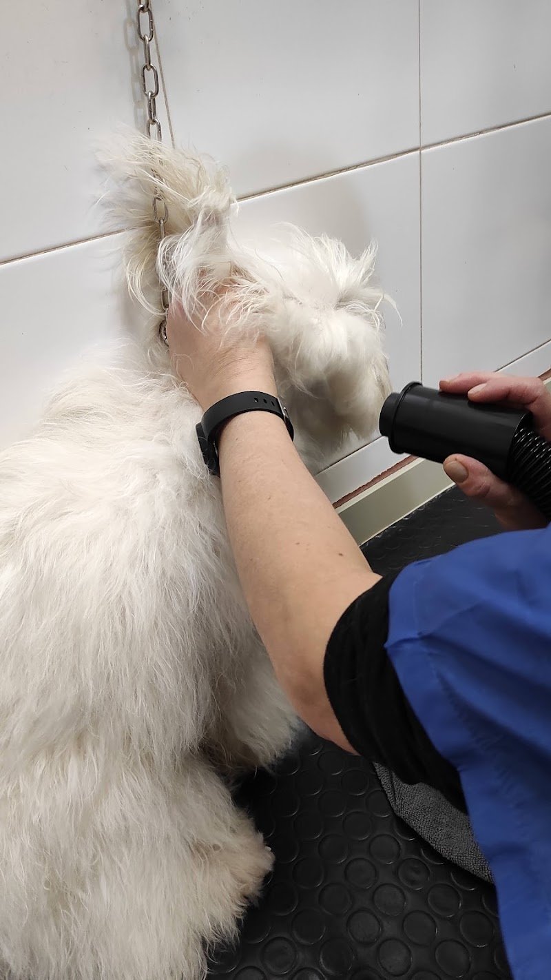 La Cuccia di Luna - Foto 6