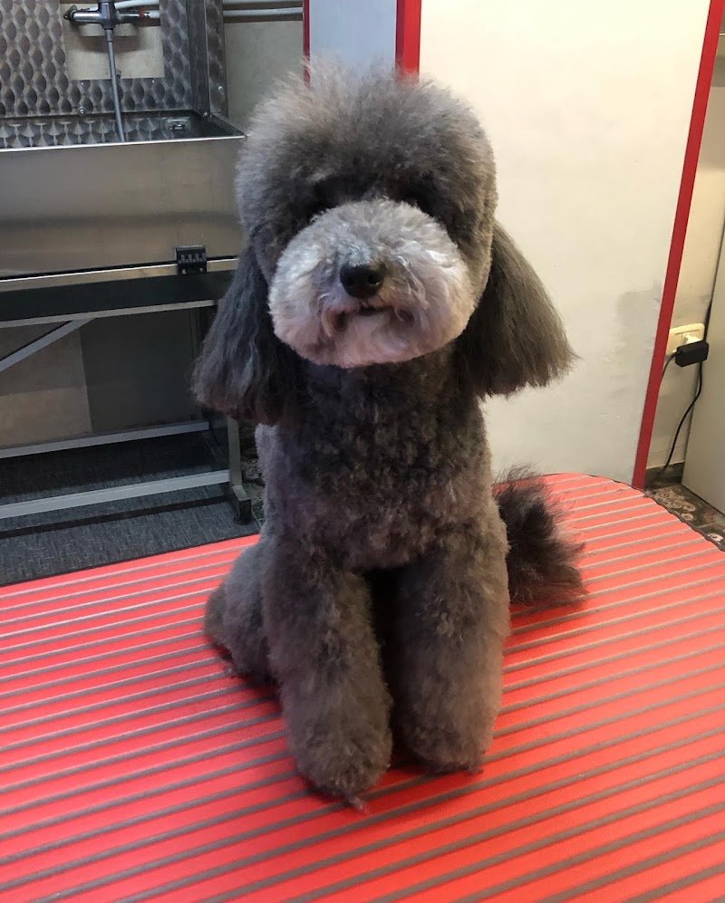 La Cuccia Toelettatura - Foto 1