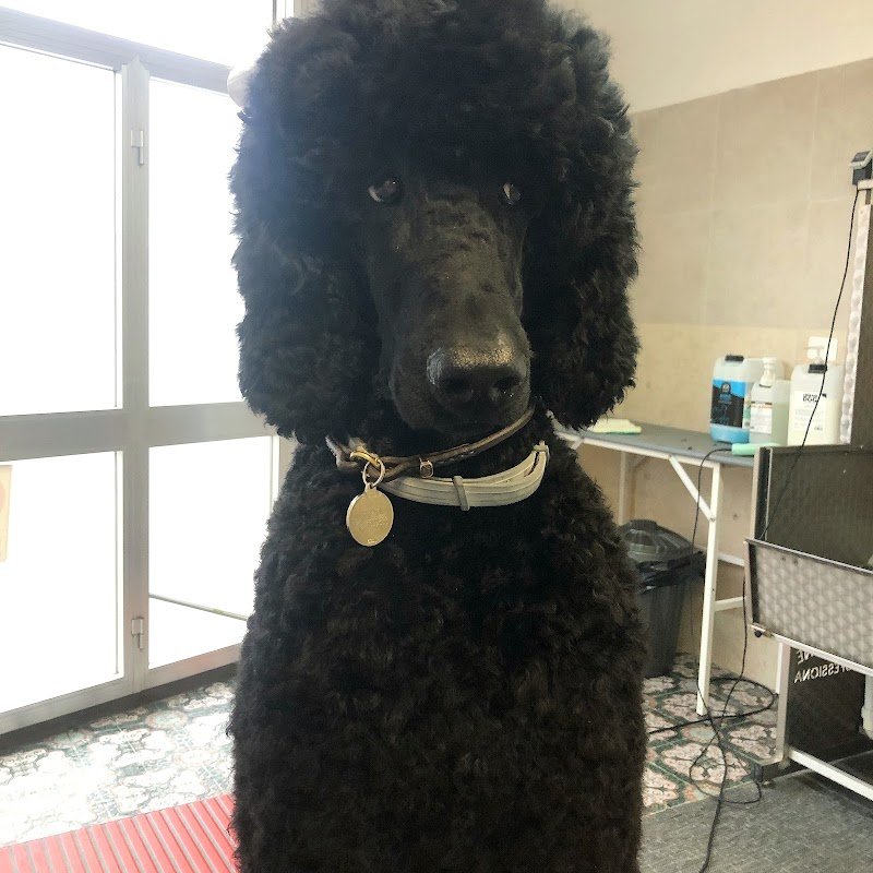 La Cuccia Toelettatura - Foto 2