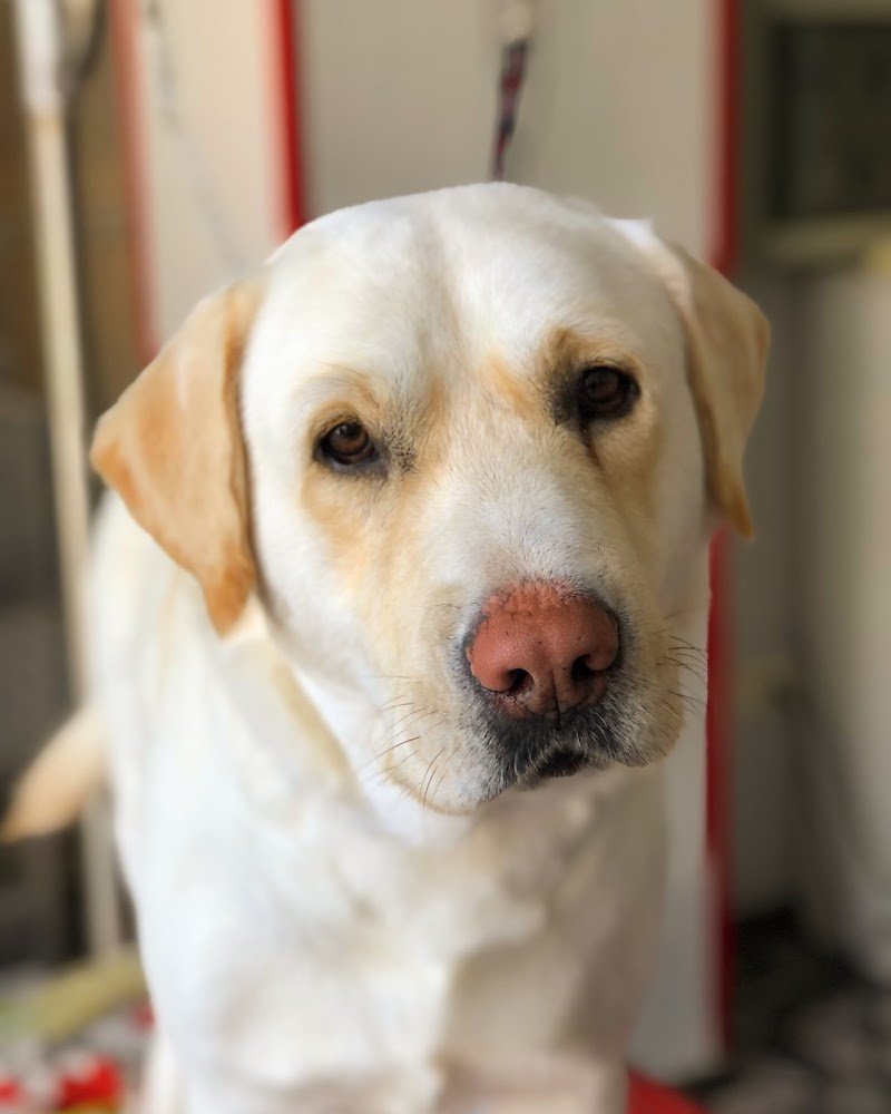 La Cuccia Toelettatura - Foto 3