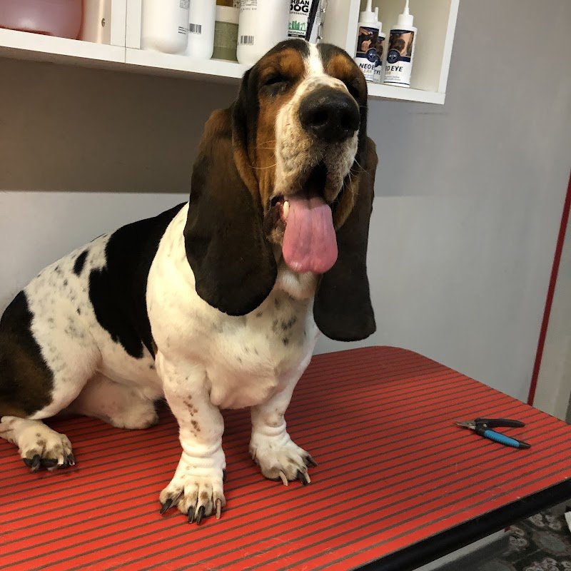 La Cuccia Toelettatura - Foto 4