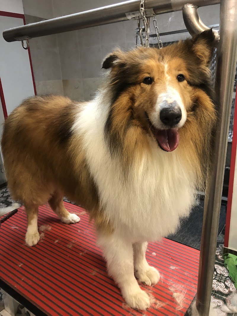 La Cuccia Toelettatura - Foto 5