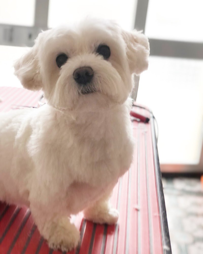 La Cuccia Toelettatura - Foto 6