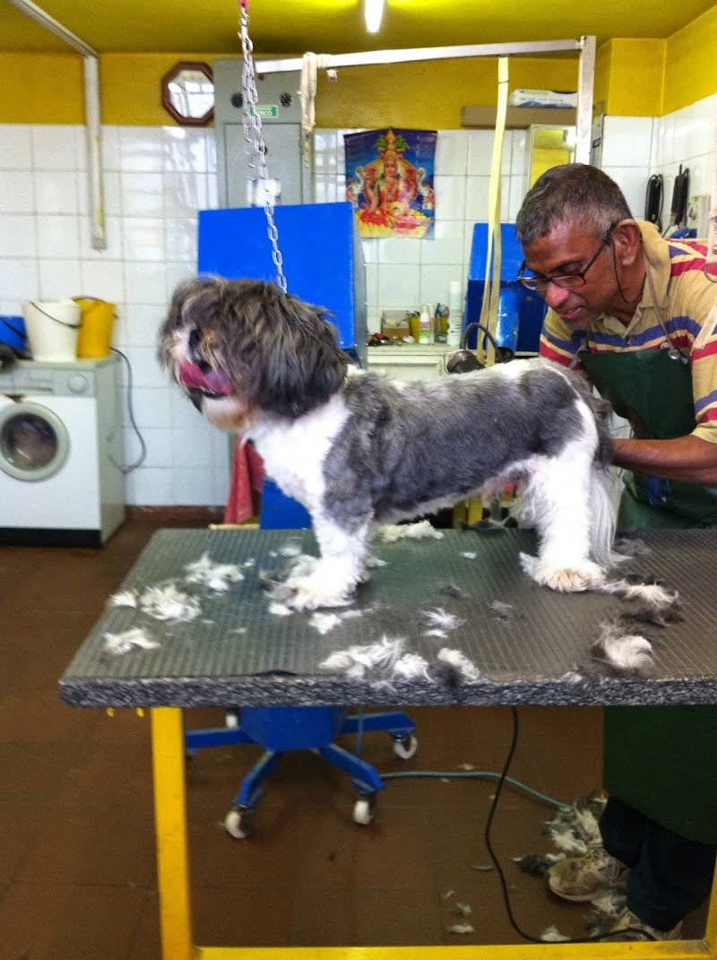 La Doccia di Pasupathipillai Kumaravelu - Foto 1