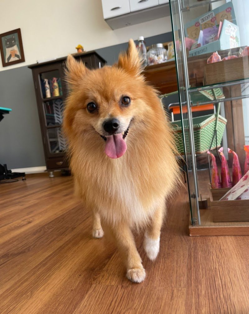 LA LAVACANI - Foto 5