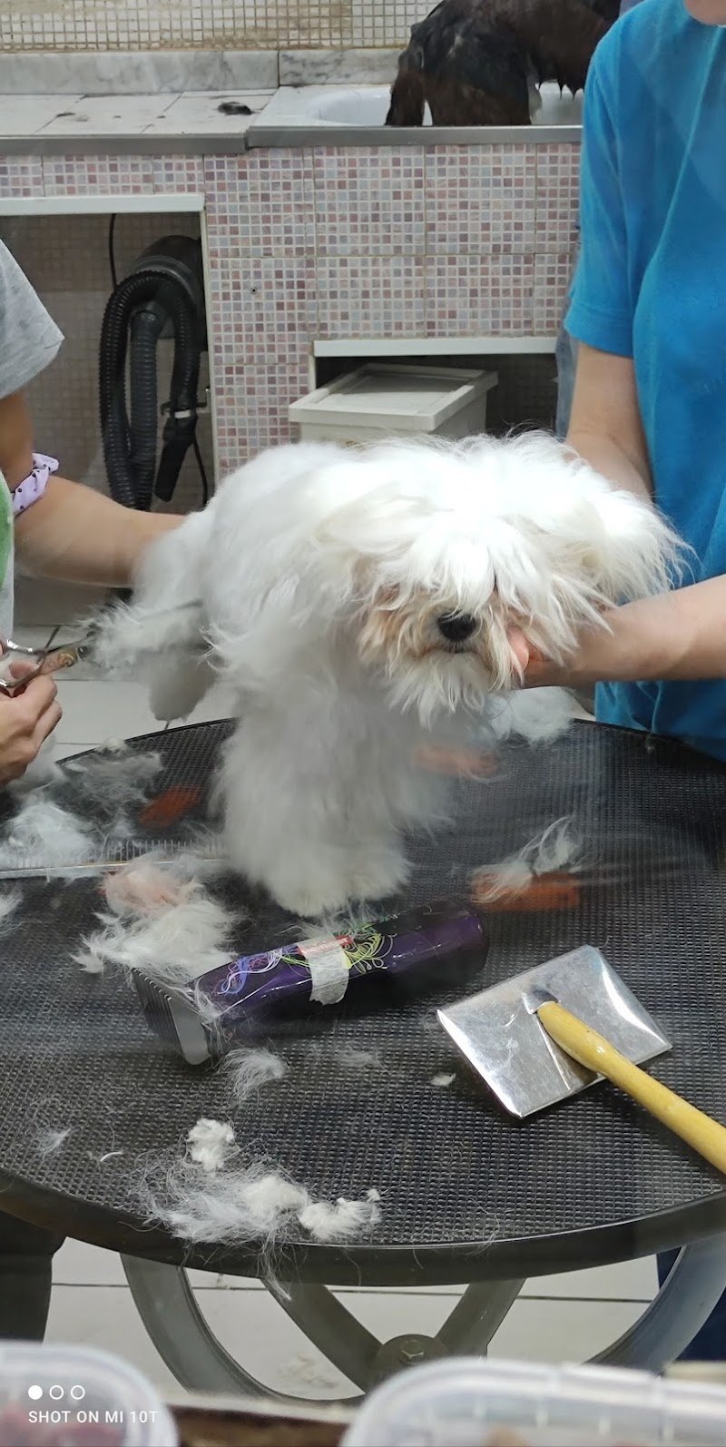 La Magica Oasi - Foto 2