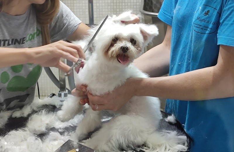 La Magica Oasi - Foto 3