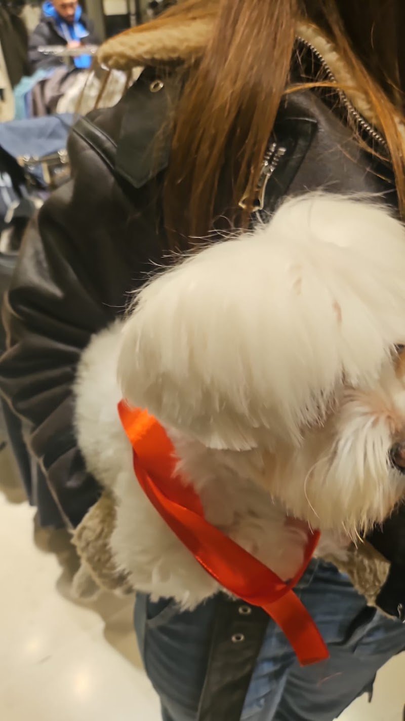 La Magica Oasi - Foto 4