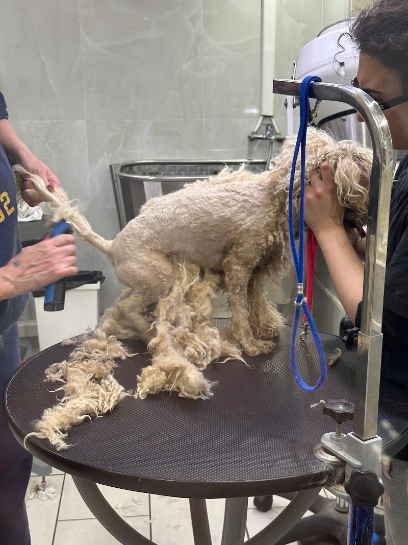 La Magica Oasi - Foto 6