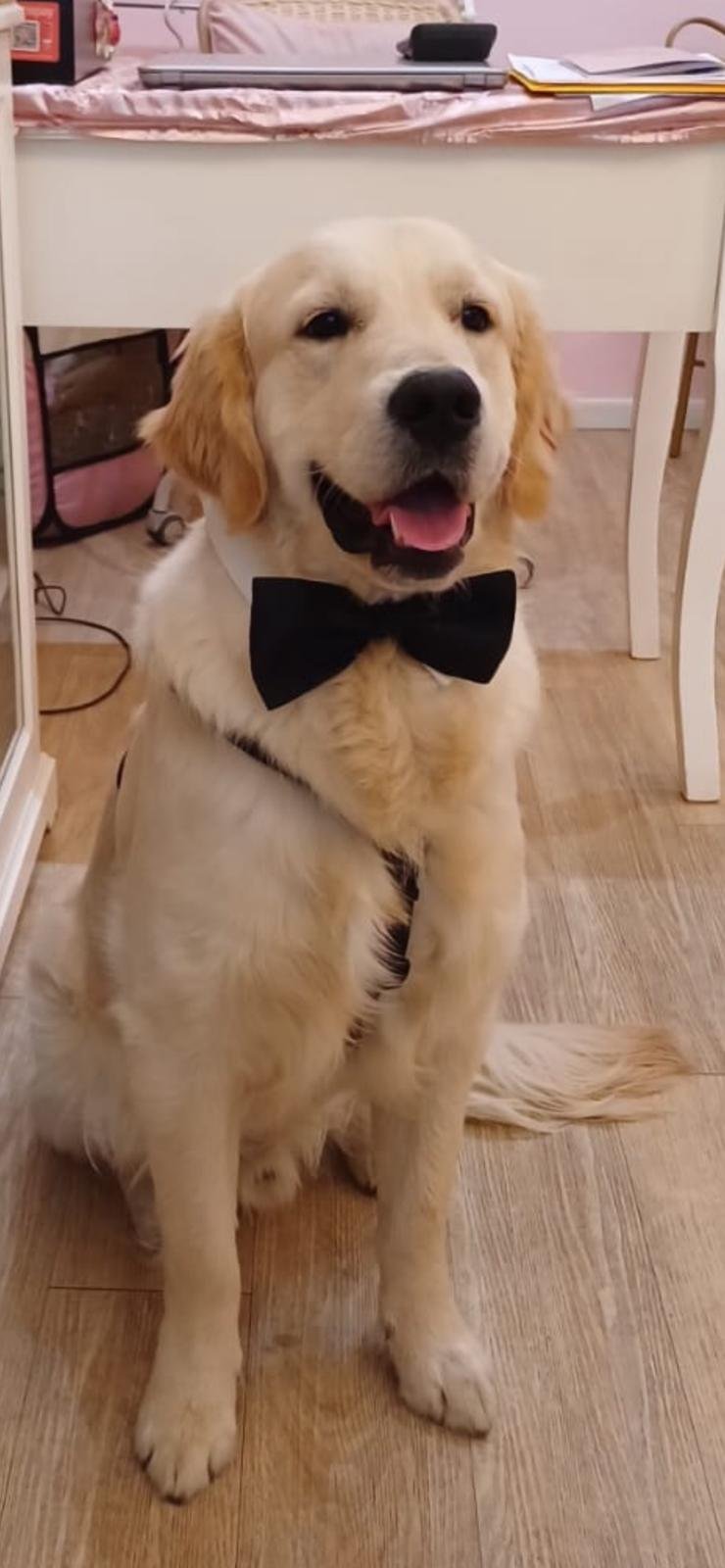 La Maison Pet Tres Jolie - Negozio / Toelettatura Spa - Foto 4