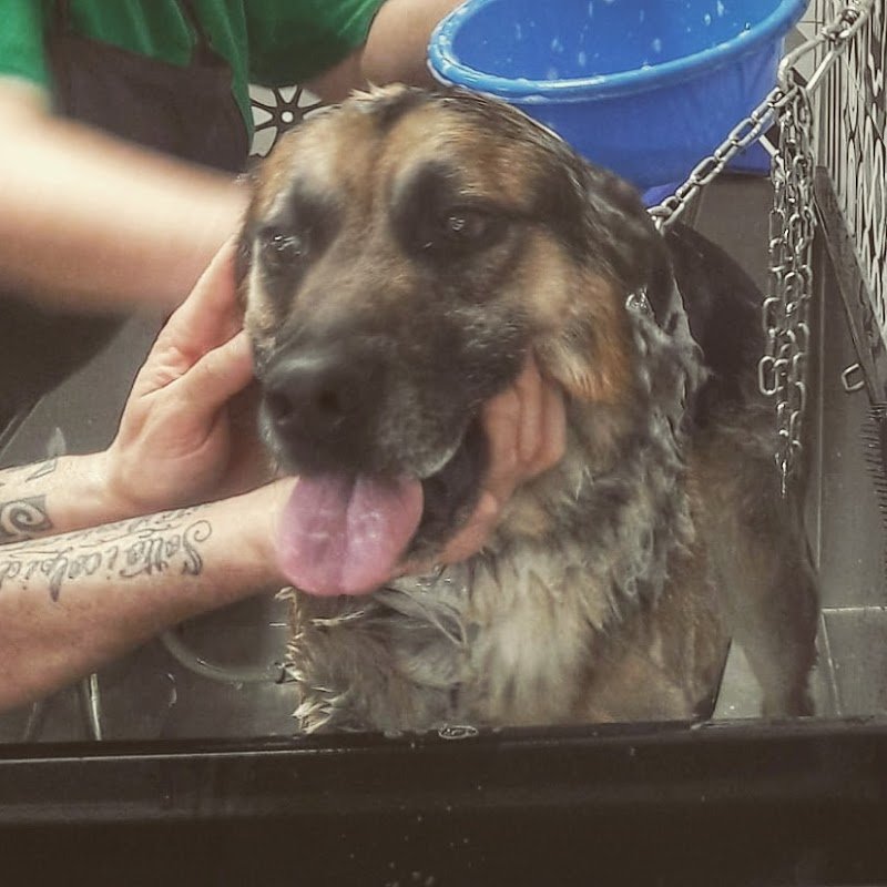 La Pecora Nera - Foto 5