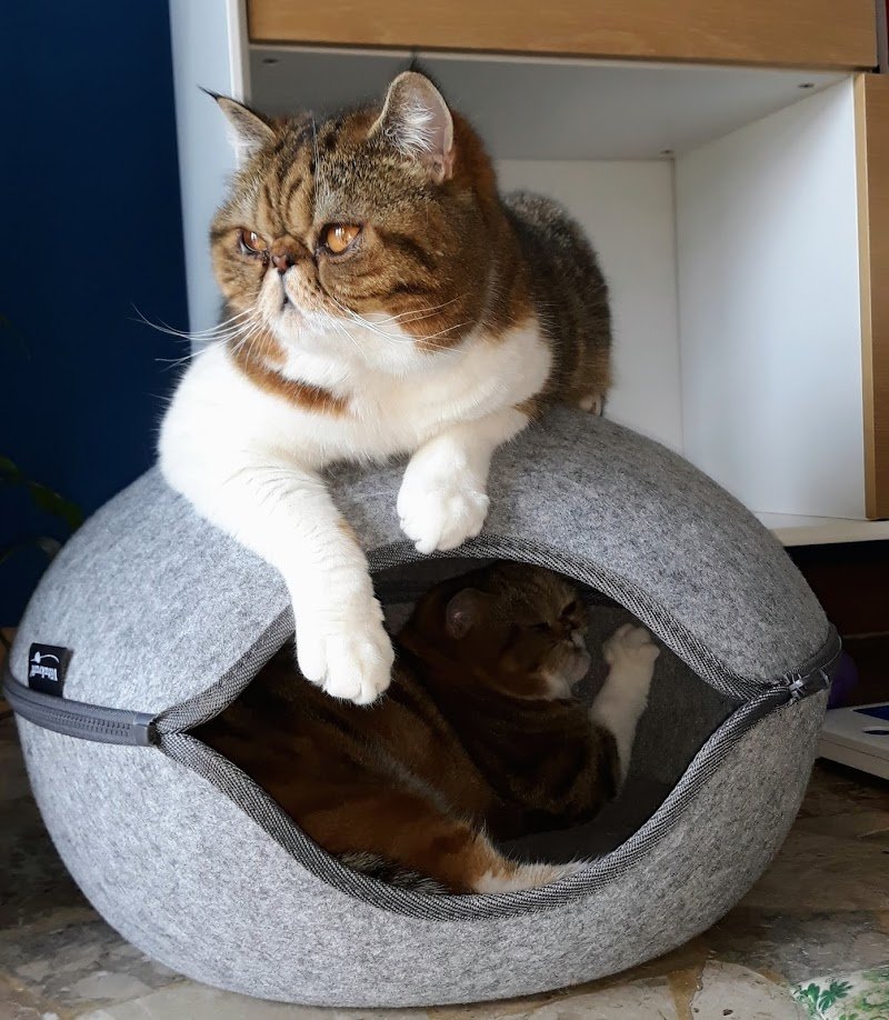 La Sala del Cane - Foto 5