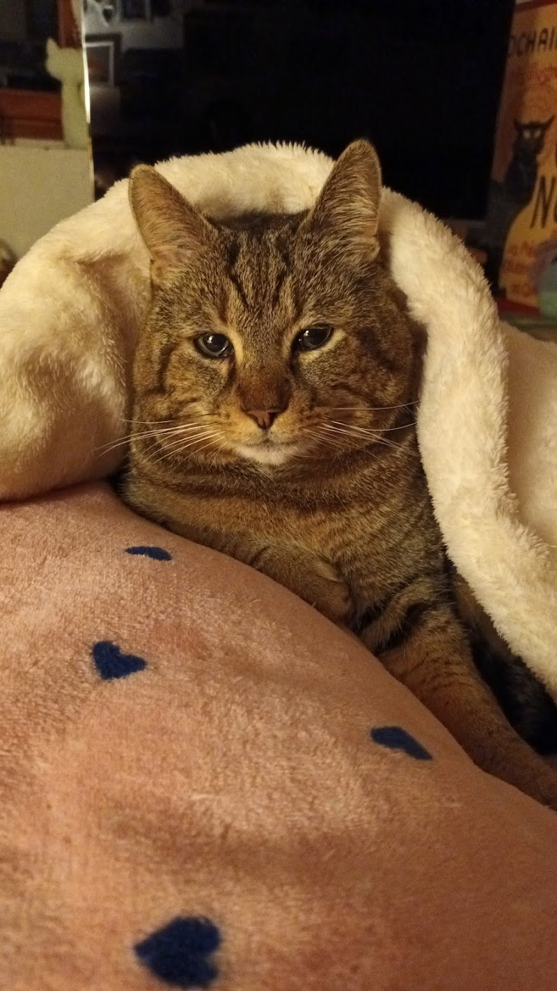 La Sosta di Pluto - Foto 3