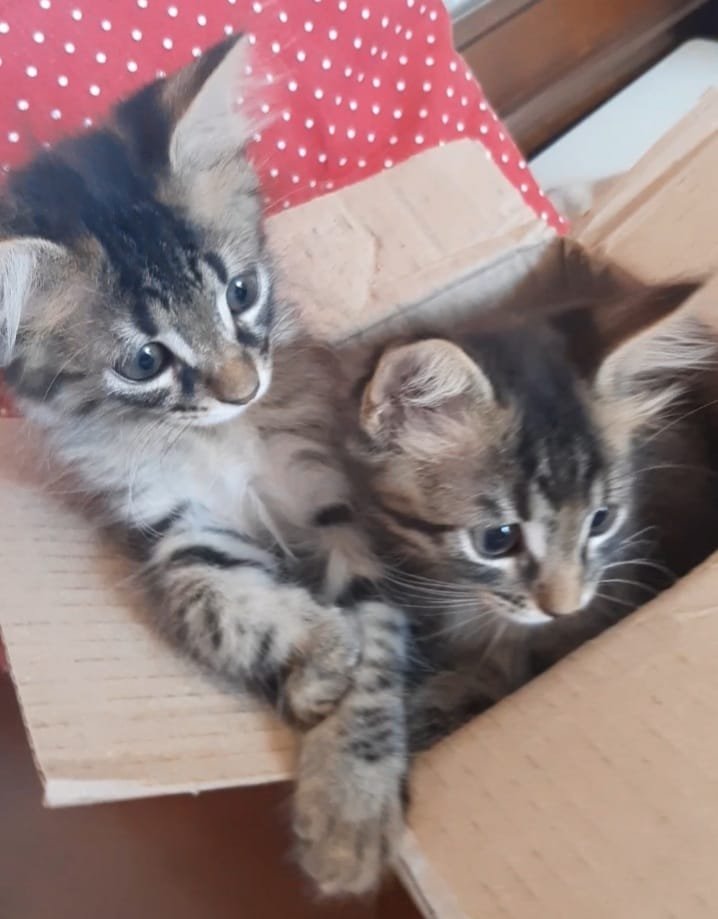 La Sosta di Pluto - Foto 4