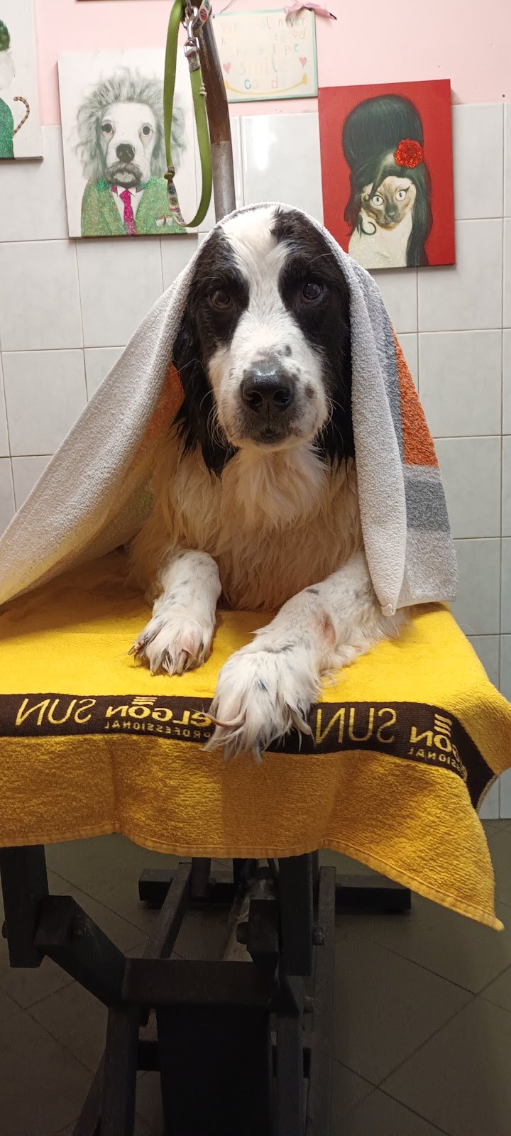 La Sosta di Pluto - Foto 5