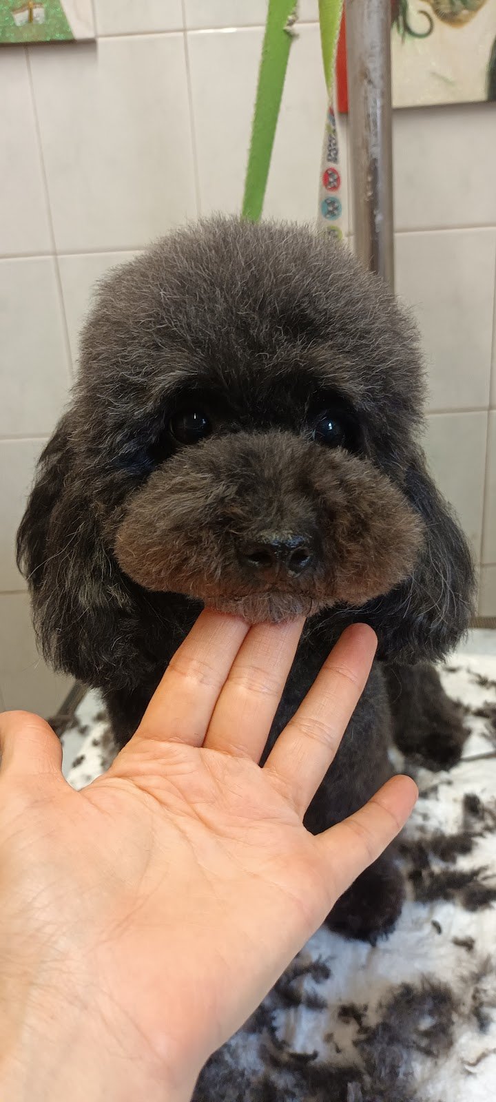 La Sosta di Pluto - Foto 6