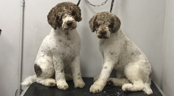 La SPA di Gastone - Foto 1