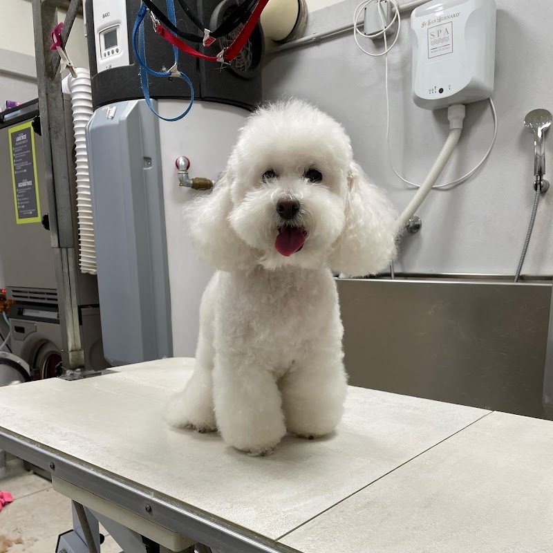 La SPA di Gastone - Foto 2