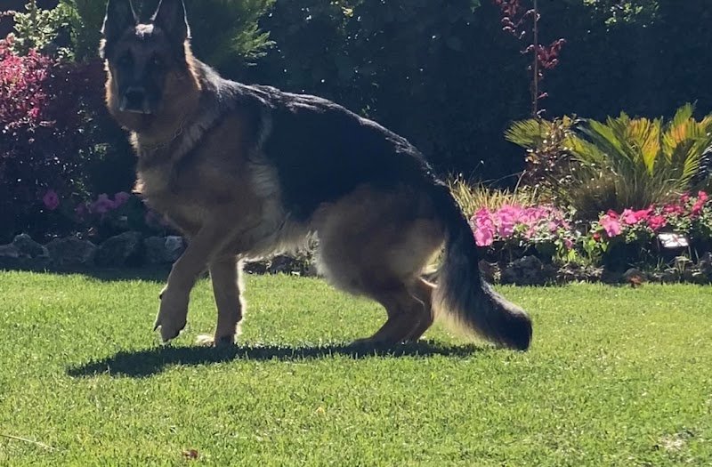 La SPA di Gastone - Foto 5