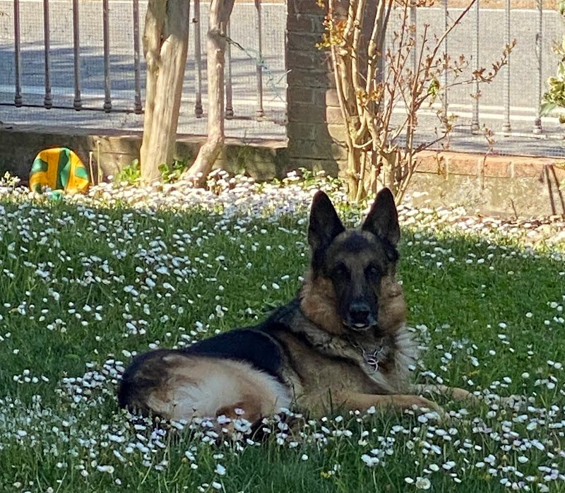 La SPA di Gastone - Foto 6