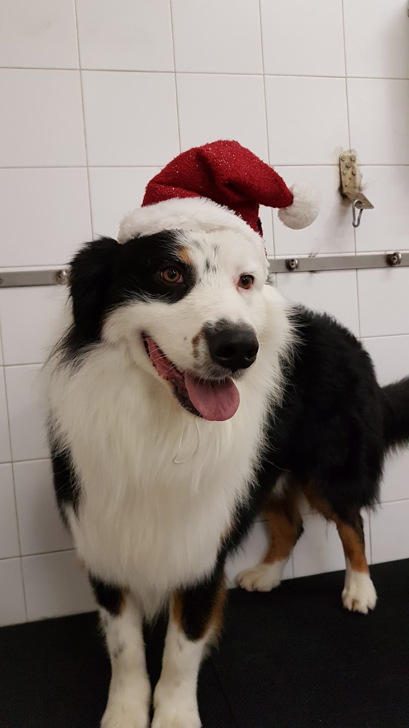 La Spazzola Magica - Foto 3