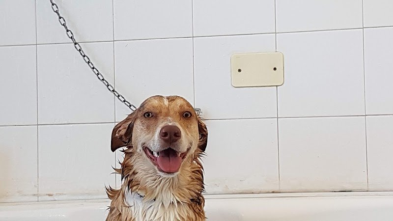 La Spazzola Magica - Foto 4