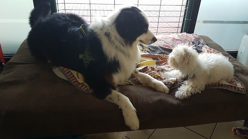 La Spazzola Magica - Foto 5