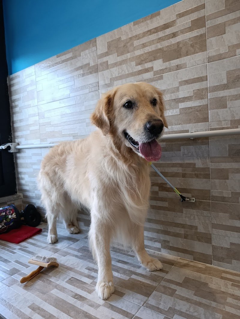 La Toeletta di Damiano - Foto 3