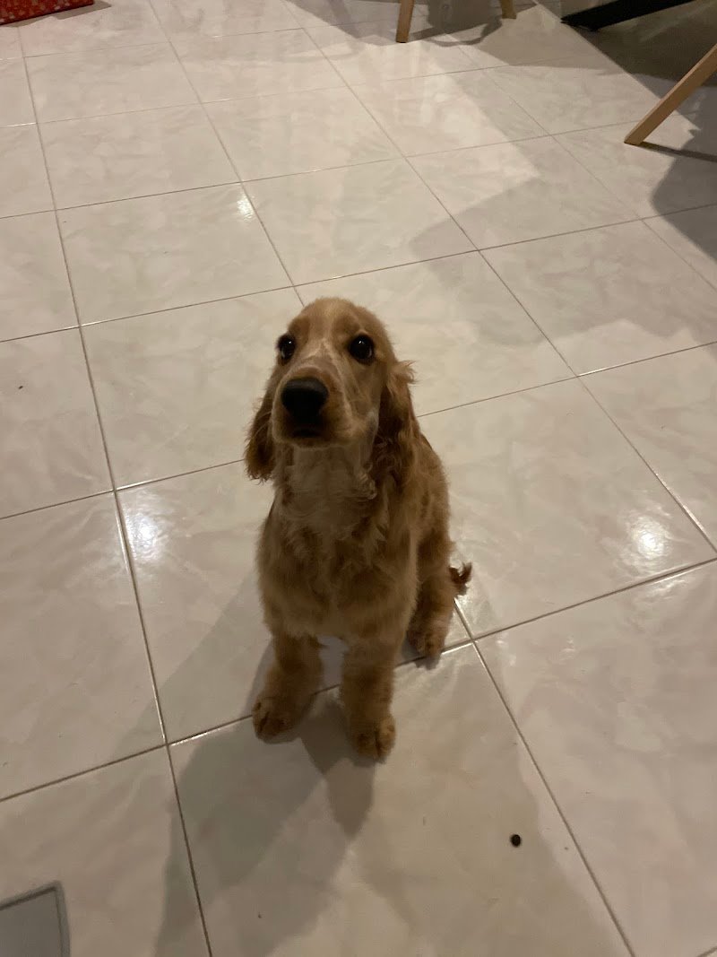 La Toeletta di Damiano - Foto 4