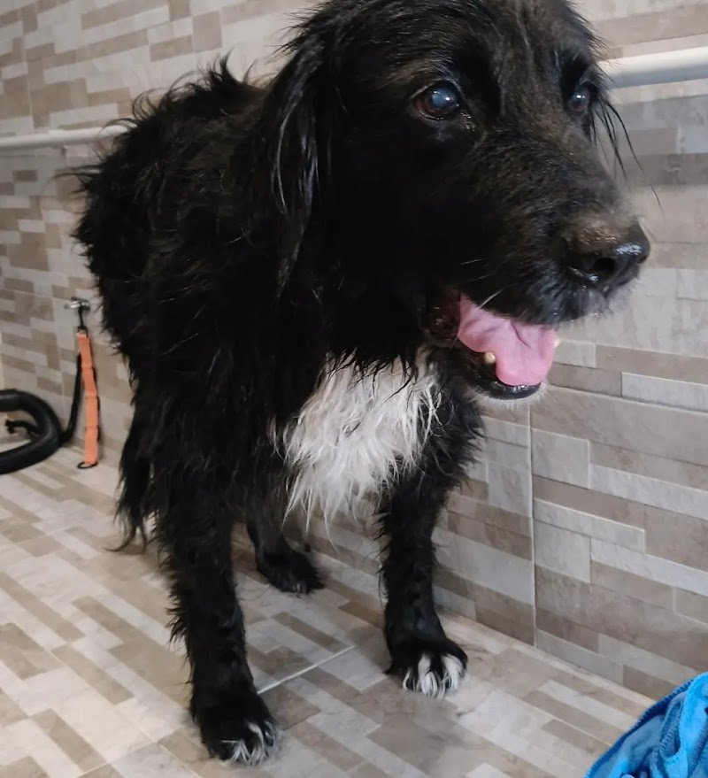 La Toeletta di Damiano - Foto 5