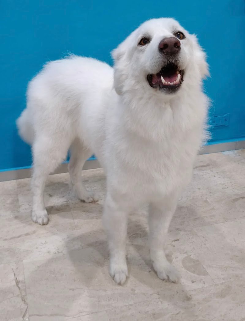 La Toeletta di Damiano - Foto 6