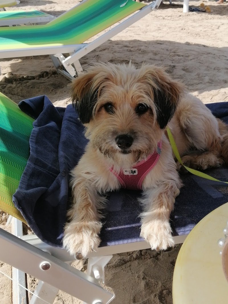 La Toeletta Di Gaio Alberto - Foto 1