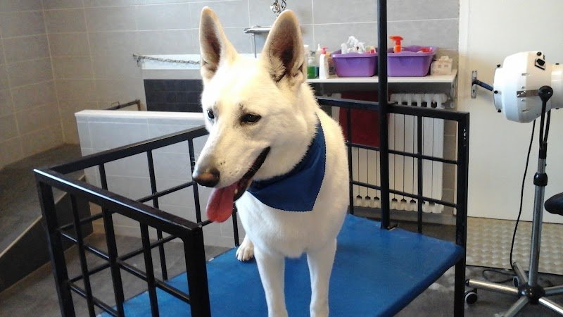 La Toeletta Di Gaio Alberto - Foto 2