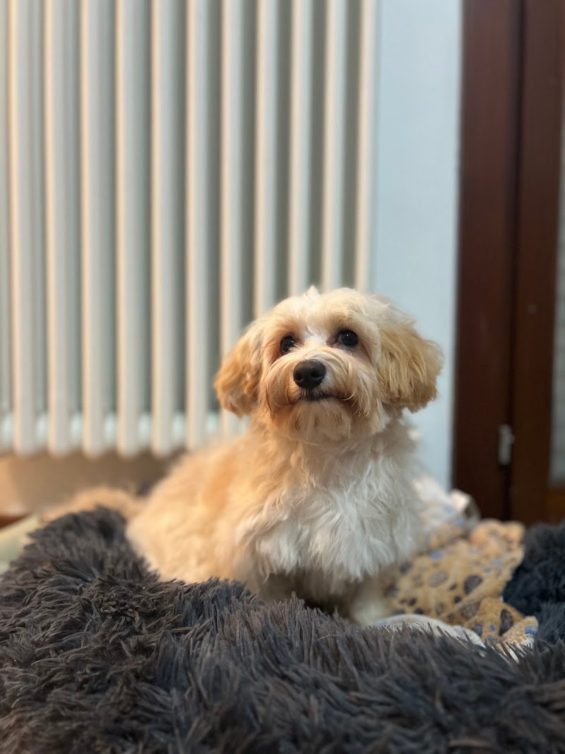 La Toeletta Di Gaio Alberto - Foto 3