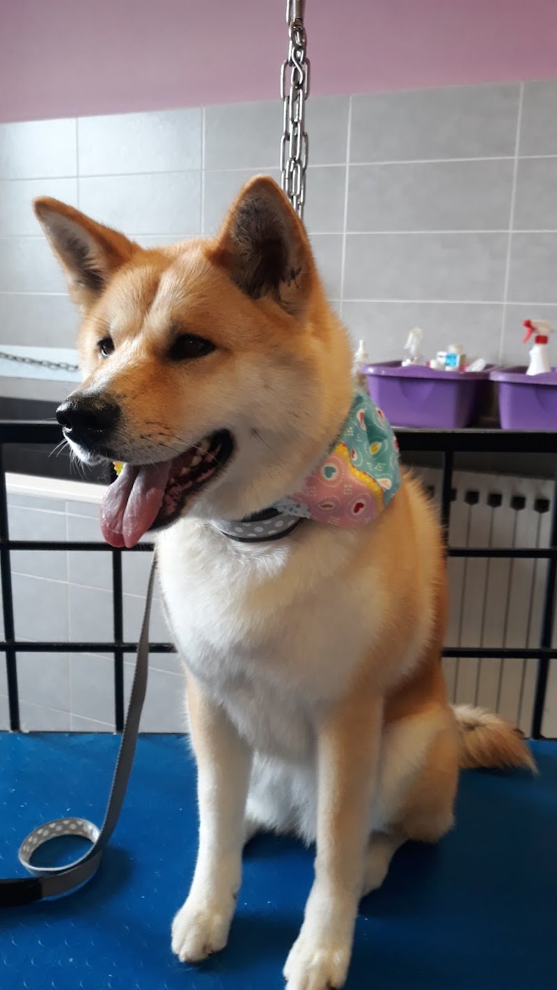 La Toeletta Di Gaio Alberto - Foto 4