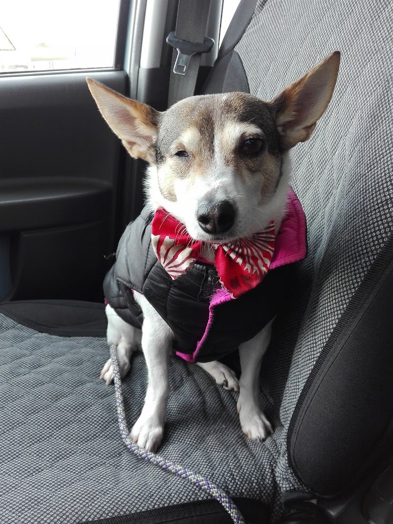 La Toeletta Di Gaio Alberto - Foto 5