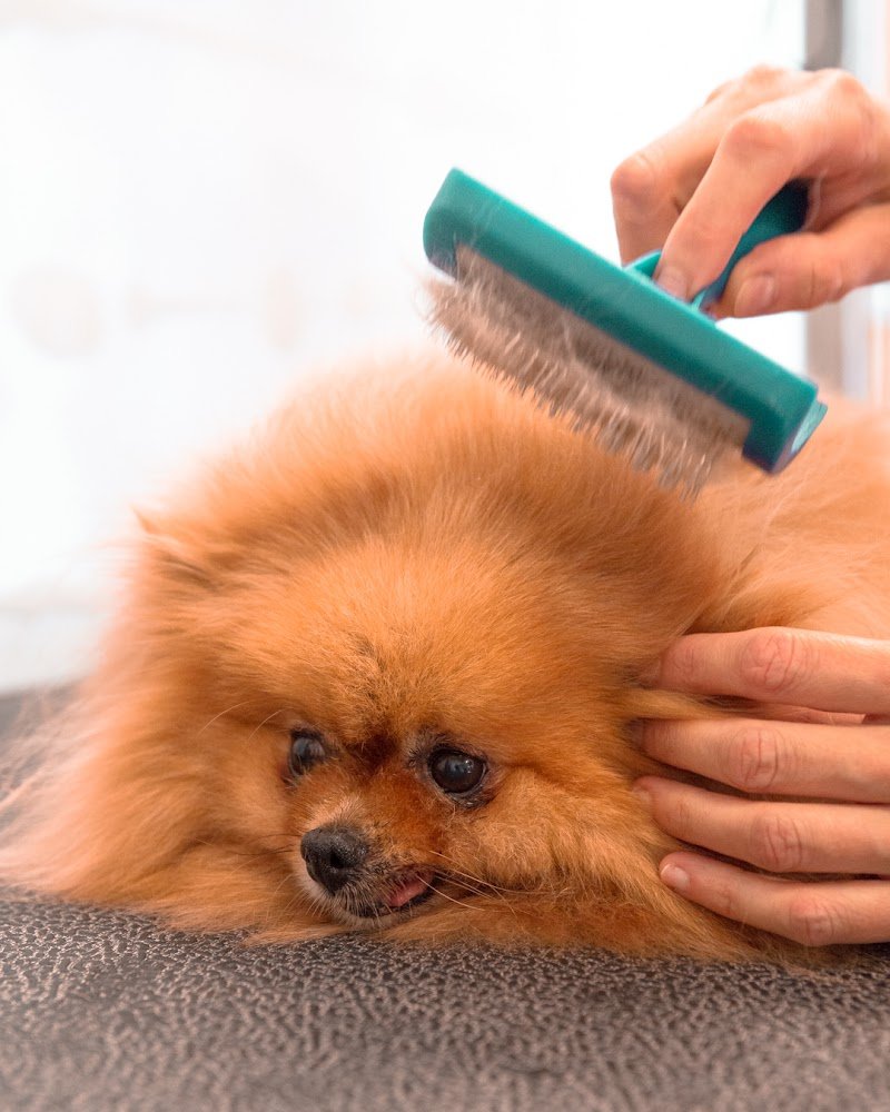 La Toelettatura di Amici Animali - Foto 1