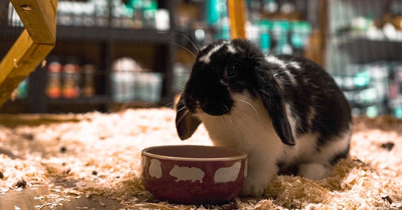 La Toelettatura di Amici Animali - Foto 2