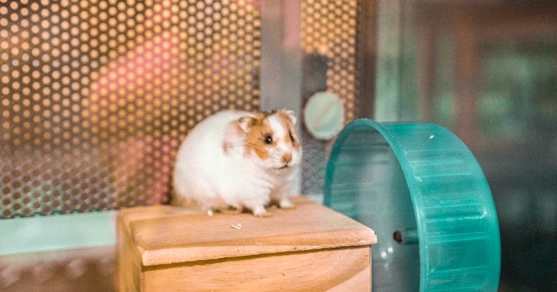 La Toelettatura di Amici Animali - Foto 4