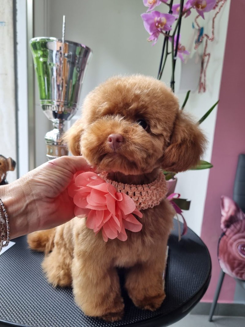 La Toelettatura di Francesca - Foto 1