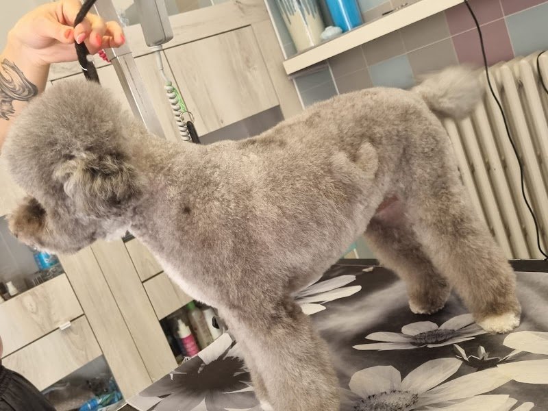 La Toelettatura di Francesca - Foto 4