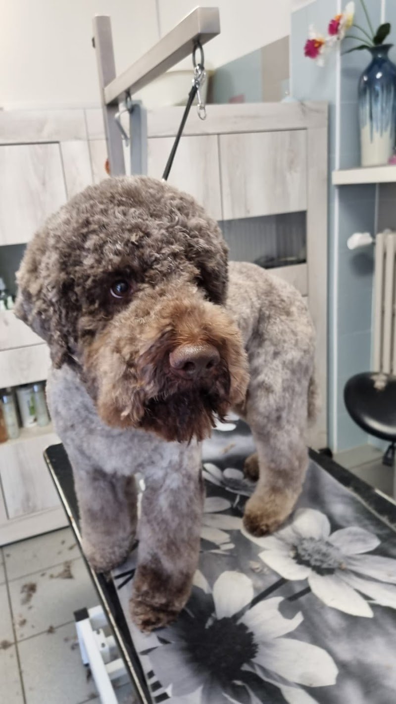 La Toelettatura di Francesca - Foto 5