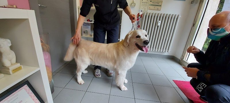 La Toelettatura di Francesca - Foto 2