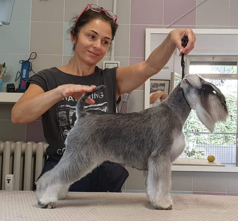 La Toelettatura di Francesca - Foto 3