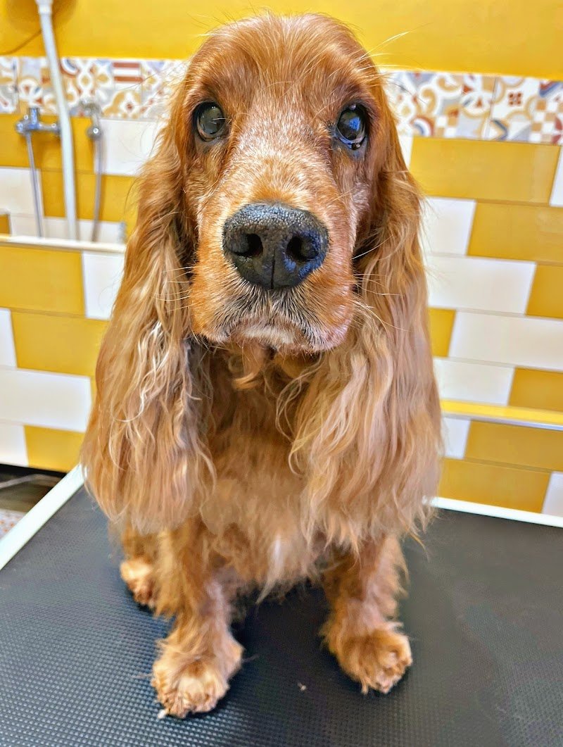 La Toelettatura di Giada - Foto 2