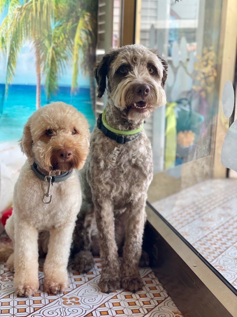 La Toelettatura di Giada - Foto 3