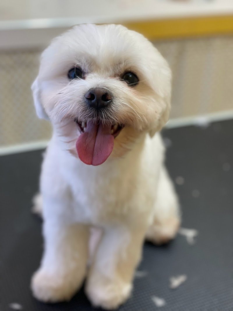 La Toelettatura di Giada - Foto 4