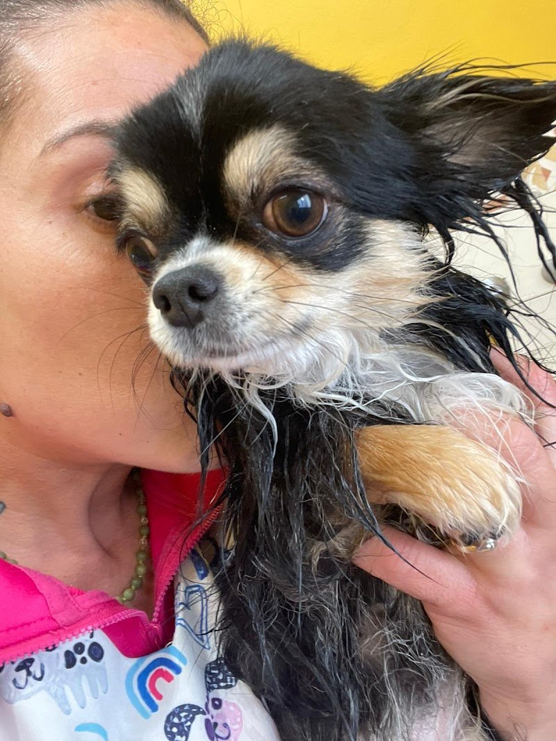 La Toelettatura di Giada - Foto 5